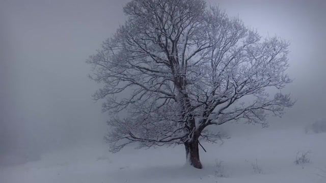 Alone under the snow, 52 for one year, 52 landscapes, beautiful movie nature, best virtual orchestra, bruno alexiu, cezame music agency, landscape gh5, movie nature, natural movements, nature film 4k, nature orchestral, nature panasonic gh5, nature seasons 4k, nature symphony, one film a week, original music nature, seasons nature, total virtual orchestra, virtual orchestra, tree alone snow, mountain tree snow, one tree under snow, winter tree snow, winterscape, tree winterscape, nature travel.