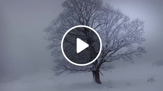 Alone under the snow, 52 for one year, 52 landscapes, beautiful movie nature, best virtual orchestra, bruno alexiu, cezame music agency, landscape gh5, movie nature, natural movements, nature film 4k, nature orchestral, nature panasonic gh5, nature seasons 4k, nature symphony, one film a week, original music nature, seasons nature, total virtual orchestra, virtual orchestra, tree alone snow, mountain tree snow, one tree under snow, winter tree snow, winterscape, tree winterscape, nature travel. #0