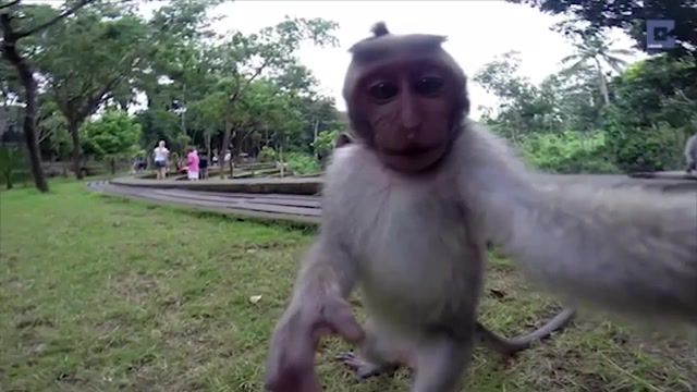 Cheeky monkey selfie, eleprimer, dream, music, funny, fun, lol, wow, nice, cool, travel, tourist, gopro, adventurous, selfie, monkey, seeittobelieveit, quirky, amazing, news, caters news, nature travel.