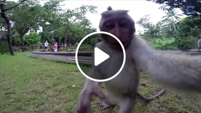 Cheeky monkey selfie, eleprimer, dream, music, funny, fun, lol, wow, nice, cool, travel, tourist, gopro, adventurous, selfie, monkey, seeittobelieveit, quirky, amazing, news, caters news, nature travel. #0