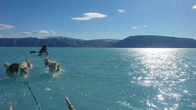 Dogs on the water, vacation, dogs, narute, water, ice, life, nature travel.