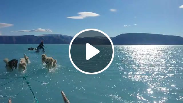 Dogs on the water, vacation, dogs, narute, water, ice, life, nature travel. #0