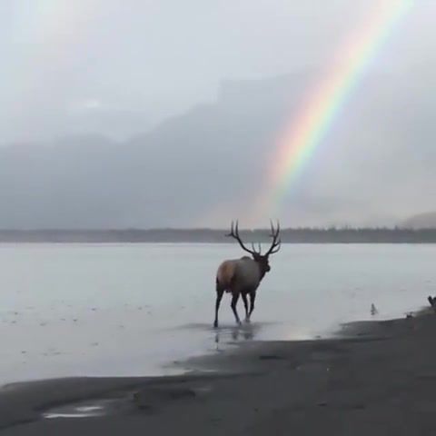Elk walking towards a Rainbow, Nature Travel