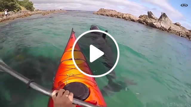 Killer whale, marine life kayaker, would you be scared or inspired, the world's oceans, kayaking activities, aquatic sport, water sports, animals, killer whale, sea fauna, metallica the memory remains, nature travel. #0