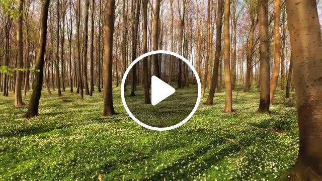 Lost in spring, denmark, spring, forest, nature travel. #0