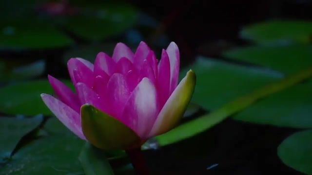 To My Love Scent Of A Woman, Planet Earth, Blooming, Blossom, Bloom, Romantic Collection, Growing, Grow, Scent Of A Woman, Two Steps From Hell, Flourishing, Flourish, Lotus Flower, Lotus, Timelapse, Timelapses, Flower, Nature, Nature Travel