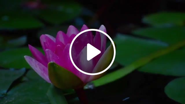 To my love scent of a woman, planet earth, blooming, blossom, bloom, romantic collection, growing, grow, scent of a woman, two steps from hell, flourishing, flourish, lotus flower, lotus, timelapse, timelapses, flower, nature, nature travel. #0