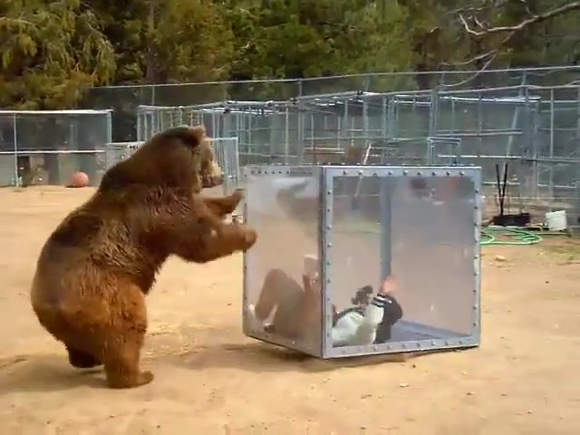 Predator Shield Demo for Japanese TV - Video & GIFs | grizzly bear,predators in action,predator shield