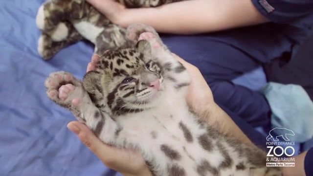 Wild cat, Pdza, Endangered, Conservation, Comfy Cub, Adorable, Cute, Zoo Baby, Animal Baby, Clouded Leopard Cub, Clouded Leopard, Tacoma, Zoo, Point Defiance Zoo, Cubs