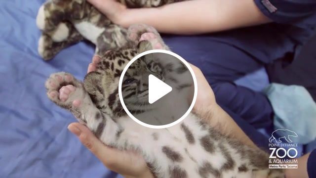 Wild cat, pdza, endangered, conservation, comfy cub, adorable, cute, zoo baby, animal baby, clouded leopard cub, clouded leopard, tacoma, zoo, point defiance zoo, cubs. #0