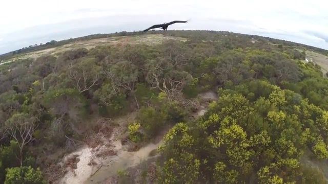 Bird vs Drone, Earth, Planet, Animal, Zoo, Funny, Fun, Trippy, Trip, Crashes, Magic, Wtf, Birds, Pink Floyd, Light, Eleprimer, Abstract, Lol, Cbs News, Abc News, American Broadcasting Company, Australia, Wedge Tailed Eagle, Unmanned Aerial Vehicle, Gopro, Phantom 2, Dji Phantom, Dji, Crash, Fail, Drone, Bird, Eagle, Aerial, Nature Travel
