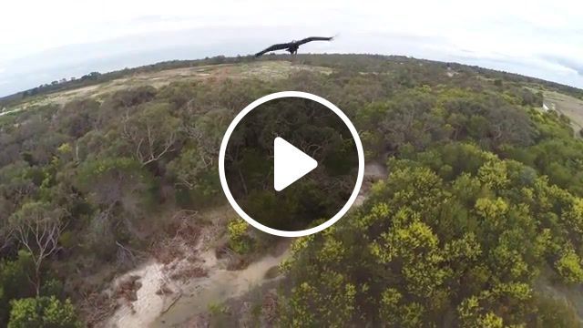 Bird vs drone, earth, planet, animal, zoo, funny, fun, trippy, trip, crashes, magic, wtf, birds, pink floyd, light, eleprimer, abstract, lol, cbs news, abc news, american broadcasting company, australia, wedge tailed eagle, unmanned aerial vehicle, gopro, phantom 2, dji phantom, dji, crash, fail, drone, bird, eagle, aerial, nature travel. #0