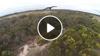 Bird vs Drone