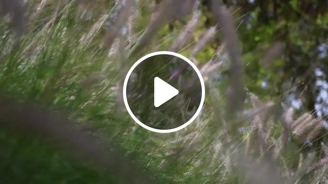 Summer, summer, no place on earth, wind, slowmo, nature travel. #1