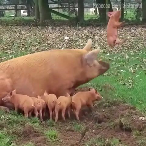 Turns out pigs can fly.