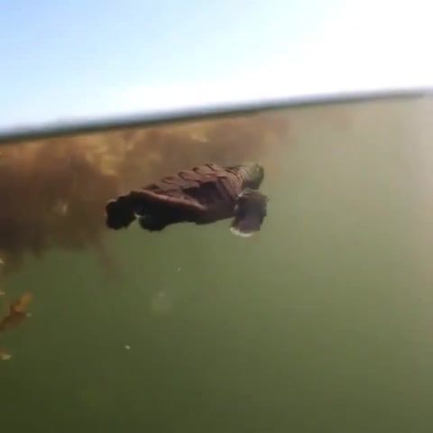 What a unique perspective of a baby sea turtle, Turtle, Baby, Nature, Life, Love, Wow, Wtf, Another Perspective, Earth, Sea, Nature Travel