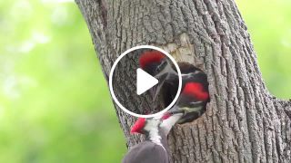 Woodpecker John