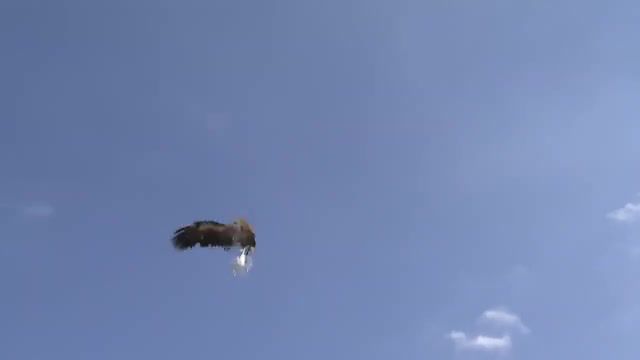 Eagle Fight With a Drone - Video & GIFs | drone,eagle,dji,bald eagle,unmanned aerial vehicle aircraft type,attack,drones,eagle vs drone,bird,eagles,storuman,eagle animal,aerial,gopro,drone crash,drone vs eagle,wedge tailed eagle organism clification,golden eagle,eagle attack drone,birds,phantom,eagle attacks drone,fpv,mavic pro crash,finland,r oding,oring,sparrowhawk,crash,falcon,australia,gimbal,hunting,quadcopter,sig,greyling,char,trout,zviedrija,los,animal,viral,racer,nest,vs,science technology
