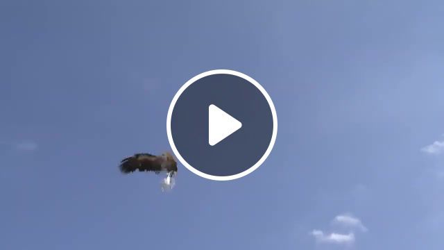 Eagle fight with a drone, drone, eagle, dji, bald eagle, unmanned aerial vehicle aircraft type, attack, drones, eagle vs drone, bird, eagles, storuman, eagle animal, aerial, gopro, drone crash, drone vs eagle, wedge tailed eagle organism clification, golden eagle, eagle attack drone, birds, phantom, eagle attacks drone, fpv, mavic pro crash, finland, r oding, oring, sparrowhawk, crash, falcon, australia, gimbal, hunting, quadcopter, sig, greyling, char, trout, zviedrija, los, animal, viral, racer, nest, vs, science technology. #0