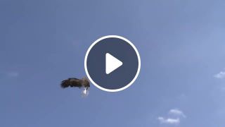 Eagle Fight With a Drone