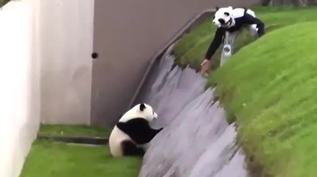 Bring me the panda, evanescence, panda, funny, meshup, climb, helping hand, hold on, mashup.