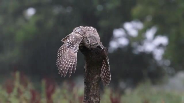 Little owl owlet washing in the rain, wildlife, nature, wash, uk, bird of prey, raptor, wings, feathers, eyes, shower, worcestershire, bird, rain, owlet, juvenile, owl, little, nature travel.