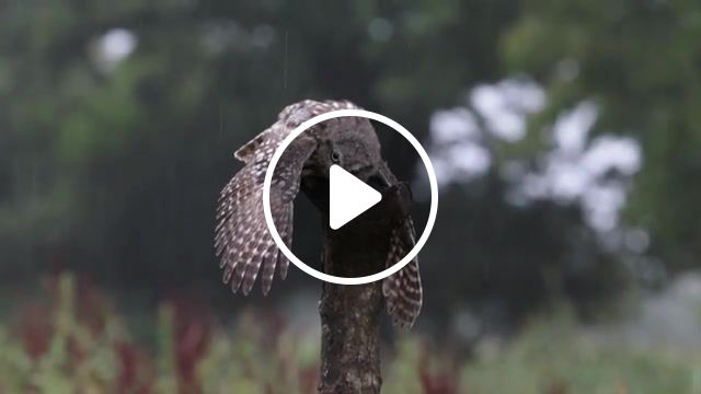 Little owl owlet washing in the rain, wildlife, nature, wash, uk, bird of prey, raptor, wings, feathers, eyes, shower, worcestershire, bird, rain, owlet, juvenile, owl, little, nature travel. #1