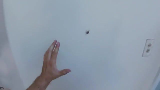 Spider Hunting, How To Kill A Spider, Spider Nope, Burn House Down, Nope, Biggest Spider, Killing A Spider, Huge Spider, Hard, Lmao, Lol, Crying, Bloody Mary, Challenge, Meme, Triggered, Frustrated, Mad, Angry, Crazy, Tutorial, Reaction, Hello, Buzzfeed, Stupid Man, Try Not To Laugh, Arts And Crafts, Funny Fail, Fail, Stupid Boy, Comedy, Joke, Hands, Idiot, Stupid, Hilarious, Funny, Crafts, Pov, Wd40, First Person, You Suck At Cooking, Howtobasic, How To
