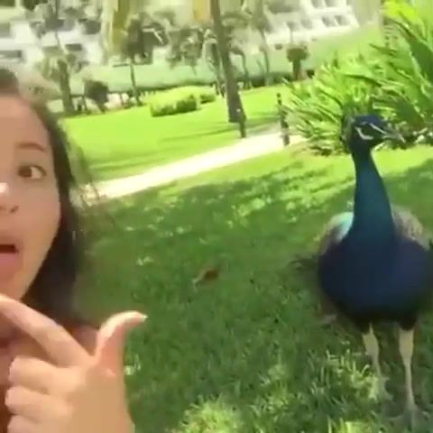 Selfie - Video & GIFs | ifunny co fail,selfie,peacock,lol,funny,epic,fail,twitter com fail