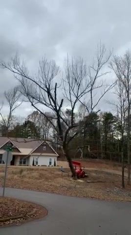 Dead tree completely falls apart when it hits asphalt, Dead Tree, Reddit, Dead Tree Completely Falls Apart When It Hits Asphalt, Awesome, Amazing, Nature Travel