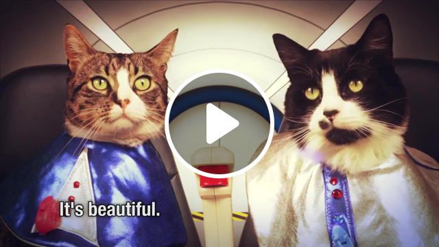 Outer space, dinosaurs, puppets, 3d, awesome, music, cat, electro, cats, nature travel. #0