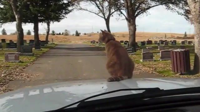 Riding cat, Drive, Hood, Car, Trick, Daredevil, 9 Lives, Balance, Viral, Pets, Pet, Dog, Cat, Best Animal, Epic Animal, Funny Animals, Cute Animals, Petsami, Animal, Failure, Failing, Fails, Fail, Lol, Hilarious, Adorable, Cute, Talking Animal, Talking Animals, Kitten, Kittens, Cats, Afv, America's Funniest Home, Funny, Caught On Tape, Nature Travel