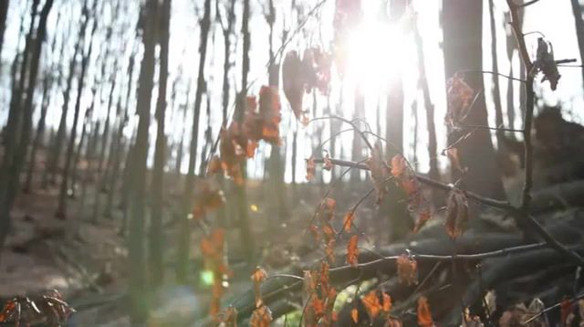 Webs in the sunlight, eleprimer, music, mind, dream, free, cinemagraphs, cinemagraph, nature, sun, day, forest, cool, ambient, live pictures.