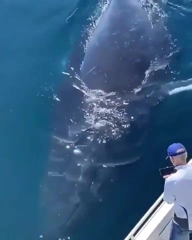 Whale, earth, whale, life, love, traveler, ocean, nature, wild, omg, wtf, wow, nature travel.