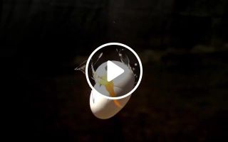 Eggs crash