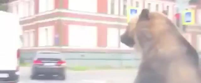 Fast and Furious Russian Style 2. 0, Russian, Race, Fast And Furious, Vin Diesel, Bear, Bear On Motorcycle, Mashup