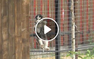 Siberian Husky Escape