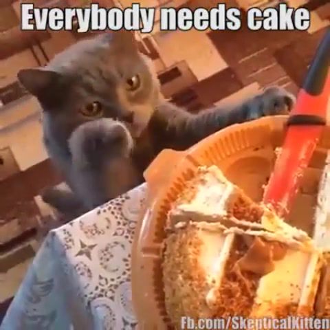 Everybody needs cake, relatable, cake, food, cats, cat.