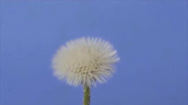 Fleeting - Video & GIFs | flower,fast shooting,fleeting,dandelion,takeitfromme,bones takeitfromme,nature travel