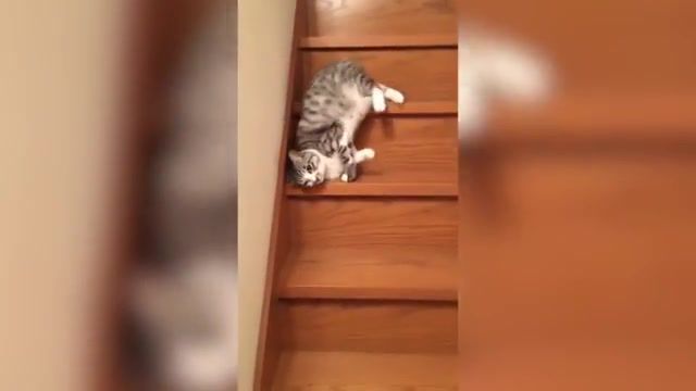 Lazy cat down the stairs, funny kitten, kitten, cat, funny cat, stairs, lazy, cats, lazy cat down the stairs, laziest cat ever, lazy cat.