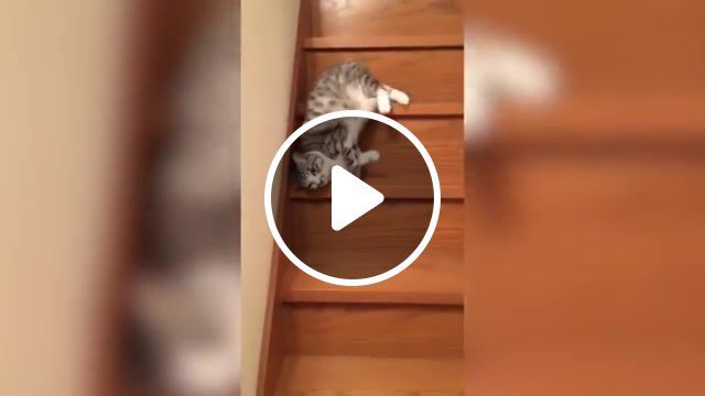Lazy cat down the stairs, funny kitten, kitten, cat, funny cat, stairs, lazy, cats, lazy cat down the stairs, laziest cat ever, lazy cat. #0