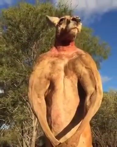 Kangaroo, kathi b'ela, kathi b'ela not, kathi, parody, bodybuilderkangoroo, bodybuilder, bodybuilding, would you square up against this kangaroo, kangaroo, profanity, swearing, mashup.