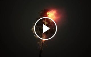 Burning tree magpie