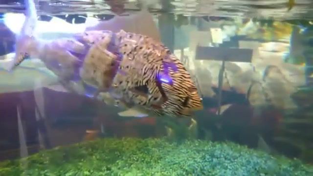 These are not fish, these are robots the future is now, Fish, Robots, Amazing, Technology, Omg, Future, Cyber, Animal, Riverside, Agnes Obel, Science Technology