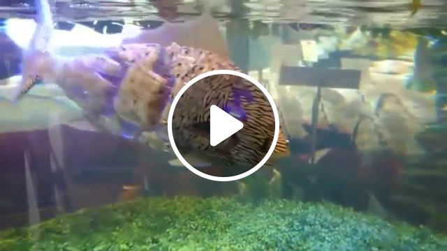These are not fish, these are robots the future is now, fish, robots, amazing, technology, omg, future, cyber, animal, riverside, agnes obel, science technology. #0