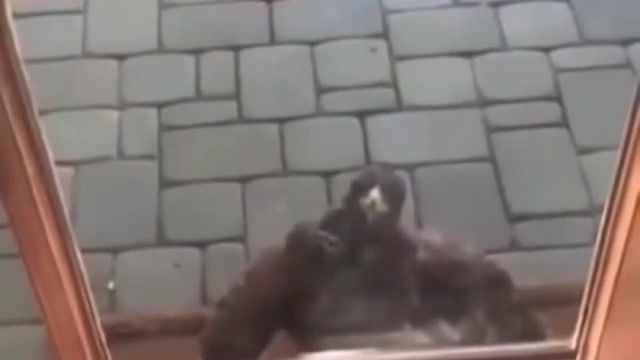 MOM THERE IS A DRAGON SCREAMING AT THE DOOR - Video & GIFs | mom there is a ing dragon at the door,dragon at the door,eagle screaming,eagle,funny animals,weird cat outside,straight cat,screaming hawk,hawk at the door,meme,memes,animals memes,pewdipie,t series,subcribe c,mom there is a dragon screaming at the door,screaming hawk at door,eagle screaming at doot,animals,wierd cat,wierd cat outisde,wierd cat wilfred,b1lal,mom there is a straight cat outside,blink motherer,the elders scrolls vi trailer,dragon quest,dq11,dragon quest xi,dragon quest 11,dqxi,playstation 4,ps4,steam,steam games,pc games,dragon warrior,yuji horii,akira toriyama,koichi sugiyama,square enix,jrpg,jrpgs,slimes,slime,dq,echoes of an elusive age,cg,cg trailer,announcement,announce,opening movie,title sequence,rpg,turn based rpg,turn based,turnbased,clic rpg,final fantasy,ff,kingdom hearts,kh,kh3,persona,ni no kuni,xenoblade,valkyria,dragonball,dragon ball,dragonquest,mashup