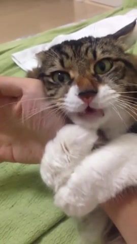Cat won't let go of owners hand, sad, hugging owners hand, hug, hand, hugging, cat loves hugging hand, cat hugs owners hand, funny pictures, viral, cat.