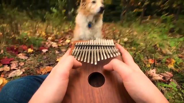Can't Help Falling In Love on a Kalimba, Elvis, Can Not Help Falling In Love, Kalimba, Mbira, Thumb Piano, Music Box, Elvis Presley, Trench, Maple, Acoustictrench, Cover, Music, Nature Travel