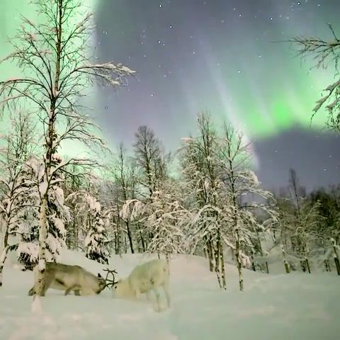 Fairy Winter. Winter. Fairy Winter. Reindeers. Aurora Borealis. Northern Lights. Polar Lights. Deer. Nature Travel.