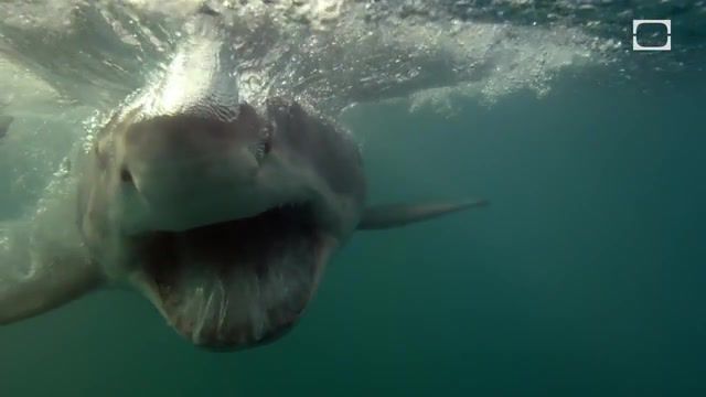 Great white shark, the slow down, slow motion, slo motion, discovery, science, list, time warp, sharks, great white shark, breach, shark breach, slow mo, slow motion sharks, sharks in slow motion, slow motion breach, shark breaching, of sharks, shark, of shark breach, nature travel.